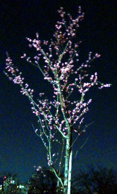 桃色の木.jpg