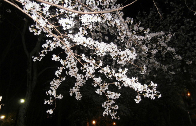 2022.03.30満開の桜ＢＬｇ.jpg