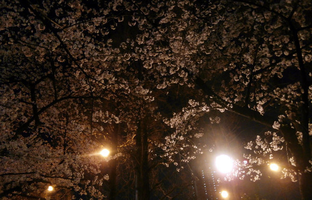 2022.3.30満開2BLG.jpg