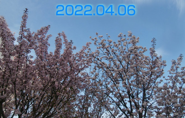 2022.04.06sakura満開ＢＬｇ.jpg
