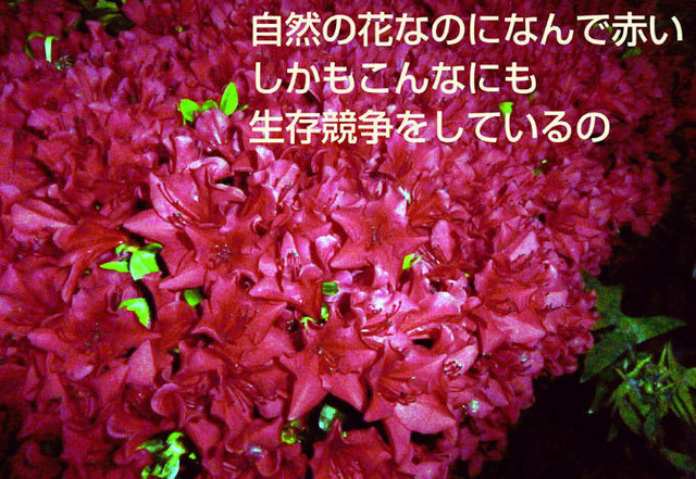 2022.04.22OBP生存競争.jpg