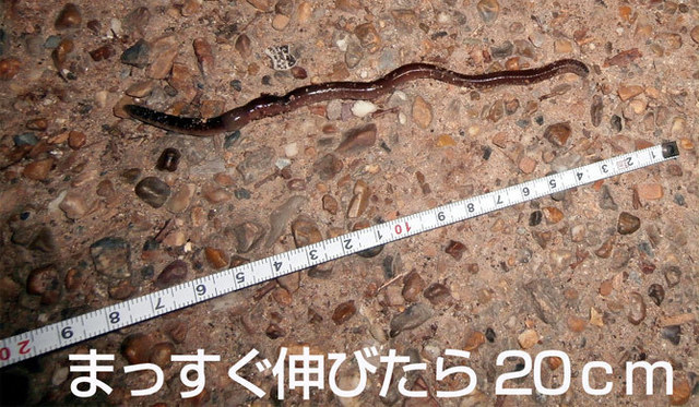 まっすぐ伸びたら20cm.jpg