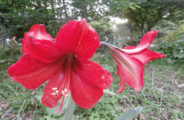 P517赤い花ｂｌｇ.jpg