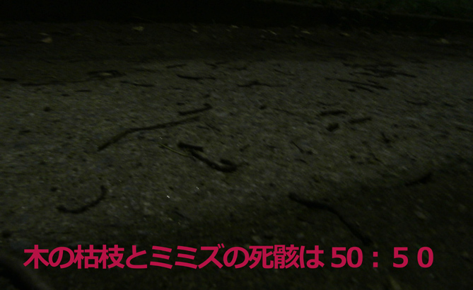ミミズと枯枝は50:50.jpg
