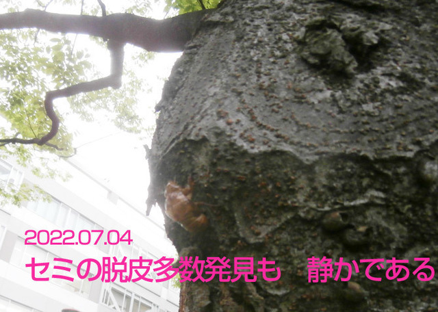 7.4セミ脱皮多数発見もなあか.jpg