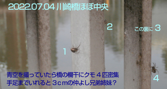 クモ4匹.jpg