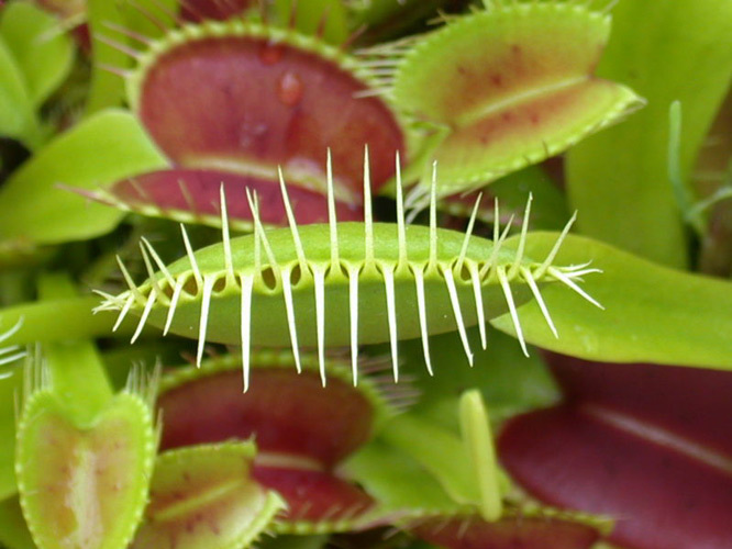 咲くやこの花館 虫を食べる植物展 A関西ニュース